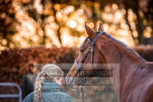 Goffs Nov Breeding Stock Sale 22-18