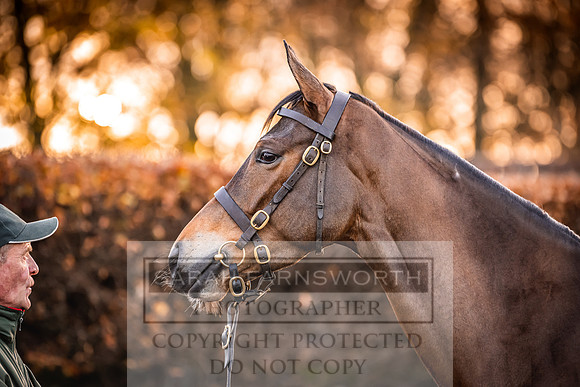 Goffs Nov Breeding Stock Sale 22-42