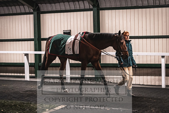 Goffs Nov Breeding Stock Sale 22-399