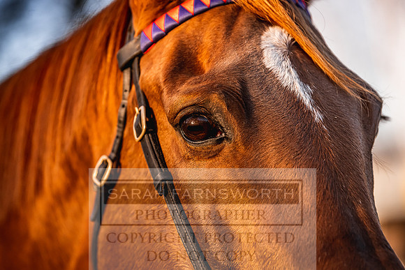 Goffs Nov Breeding Stock Sale 22-107