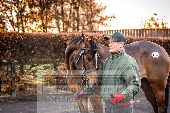 Goffs Nov Breeding Stock Sale 22-62