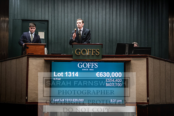 Goffs Nov Breeding Stock Sale 22-456