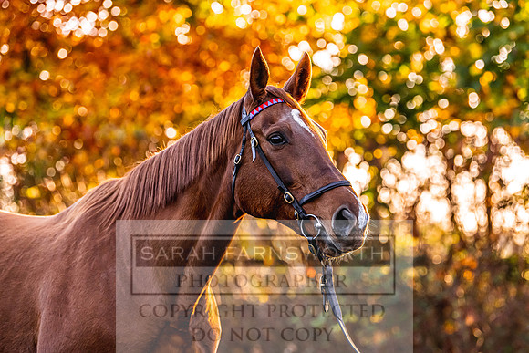 Goffs Nov Breeding Stock Sale 22-94