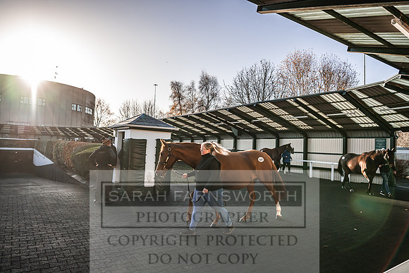 Goffs Nov Breeding Stock Sale 22-147