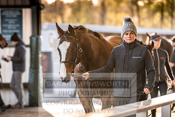 Goffs Nov Breeding Stock Sale 22-280