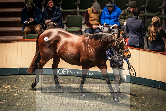 Goffs Nov Breeding Stock Sale 22-265
