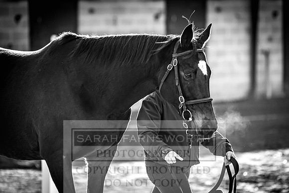 Goffs Nov Breeding Stock Sale 22-243