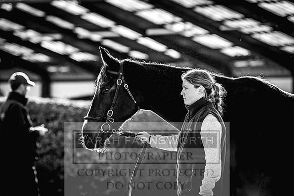 Goffs Nov Breeding Stock Sale 22-221