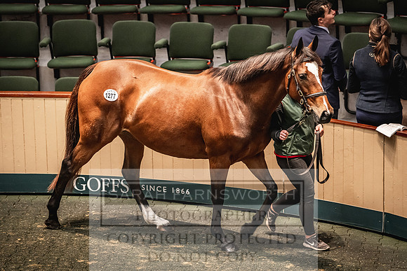 Goffs Nov Breeding Stock Sale 22-425