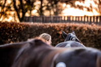 Goffs Nov Breeding Stock Sale 22-14