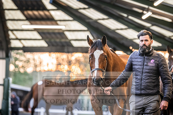 Goffs Nov Breeding Stock Sale 22-323
