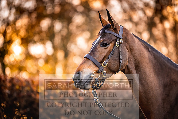 Goffs Nov Breeding Stock Sale 22-48