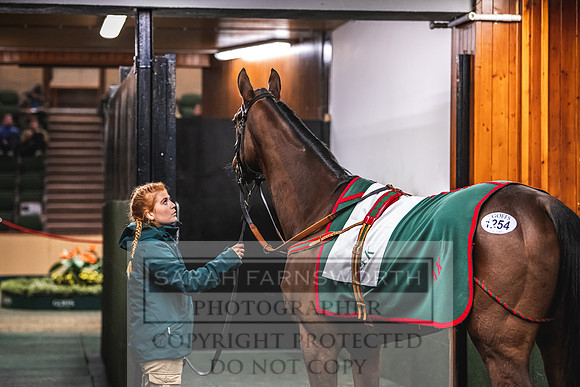 Goffs Nov Breeding Stock Sale 22-413