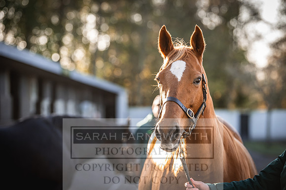 Goffs Nov Breeding Stock Sale 22-270