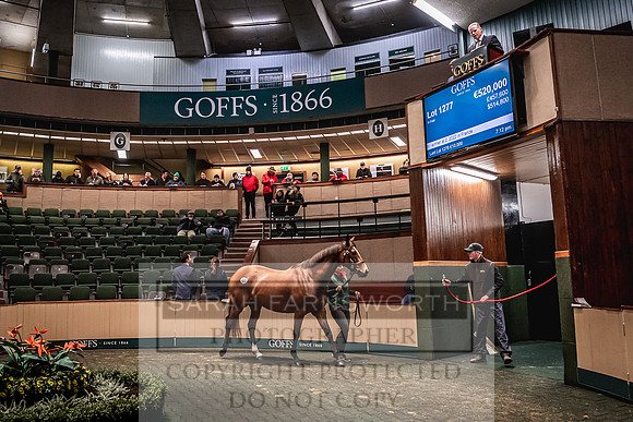 Goffs Nov Breeding Stock Sale 22-427
