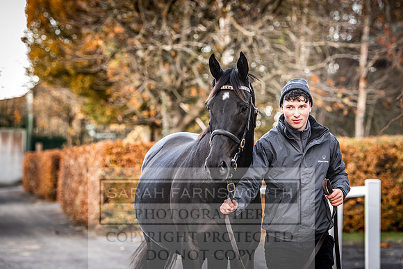 Goffs Nov Breeding Stock Sale 22-295