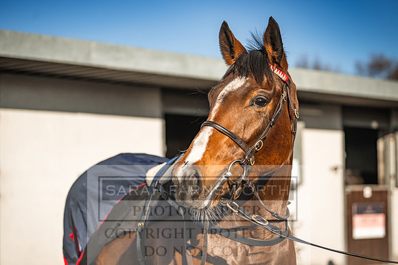 Goffs Nov Breeding Stock Sale 22-217