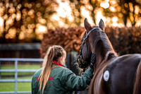 Goffs Nov Breeding Stock Sale 22-15
