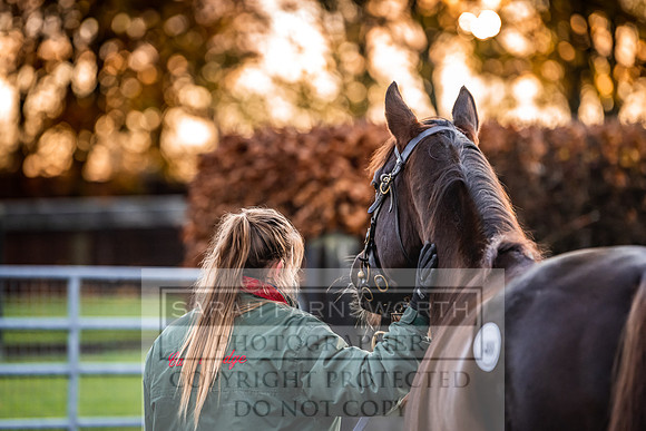 Goffs Nov Breeding Stock Sale 22-15