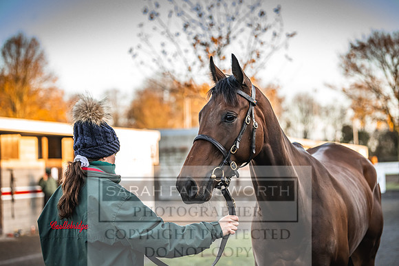 Goffs Nov Breeding Stock Sale 22-90
