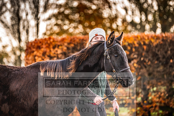Goffs Nov Foal Sale 22-16