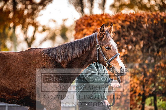 Goffs Nov Foal Sale 22-22