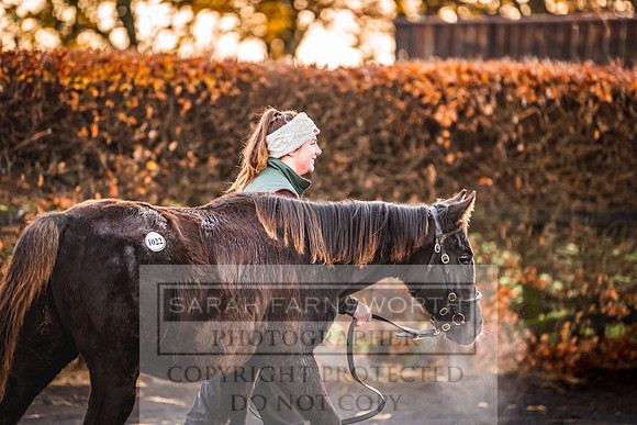 Goffs Nov Foal Sale 22-14