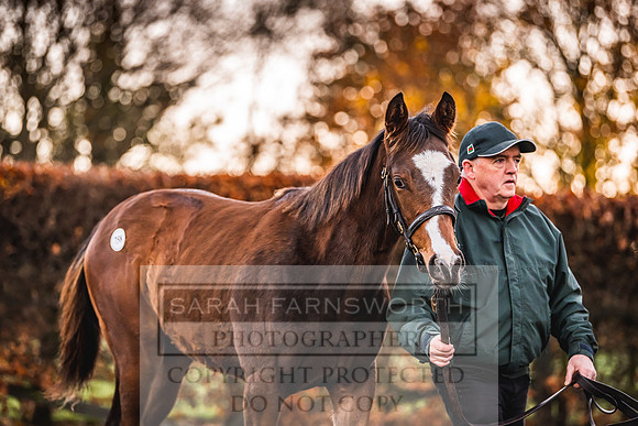 Goffs Nov Foal Sale 22-21
