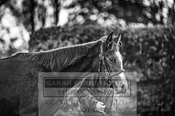 Goffs Nov Foal Sale 22-18