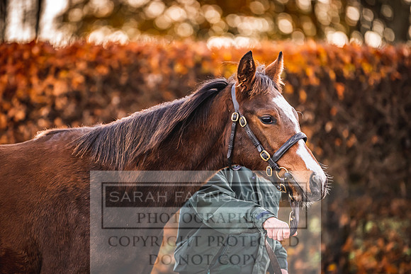 Goffs Nov Foal Sale 22-23