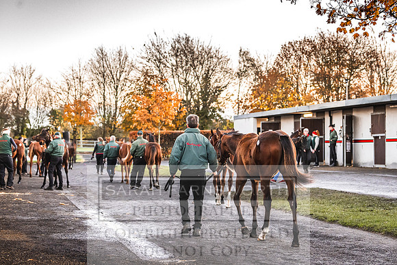 Goffs Nov Foal Sale 22-2