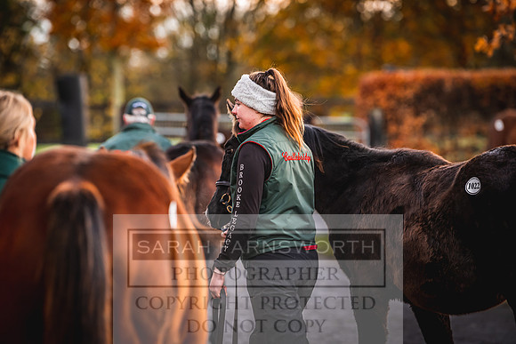 Goffs Nov Foal Sale 22-7
