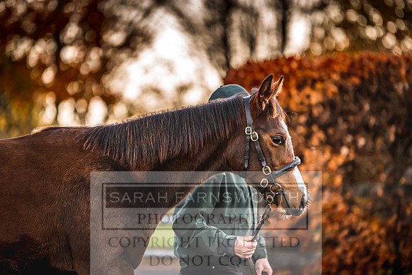 Goffs Nov Foal Sale 22-17