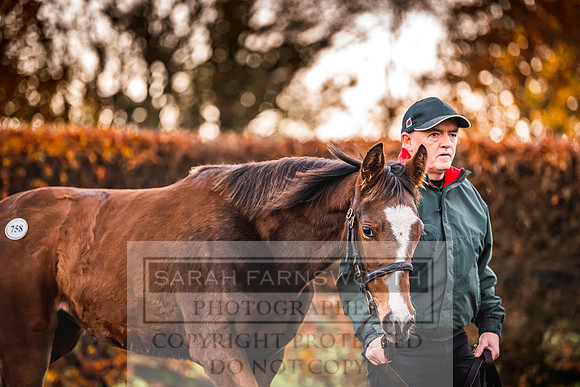 Goffs Nov Foal Sale 22-20