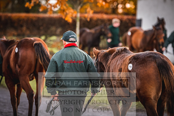 Goffs Nov Foal Sale 22-8
