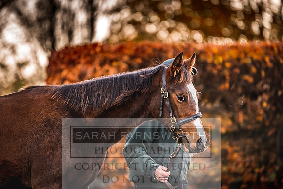 Goffs Nov Foal Sale 22-19