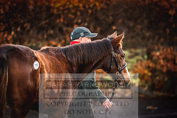 Goffs Nov Foal Sale 22-13