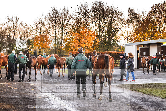 Goffs Nov Foal Sale 22-3
