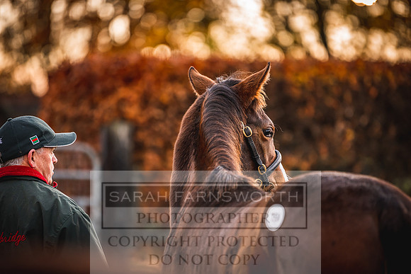 Goffs Nov Foal Sale 22-12