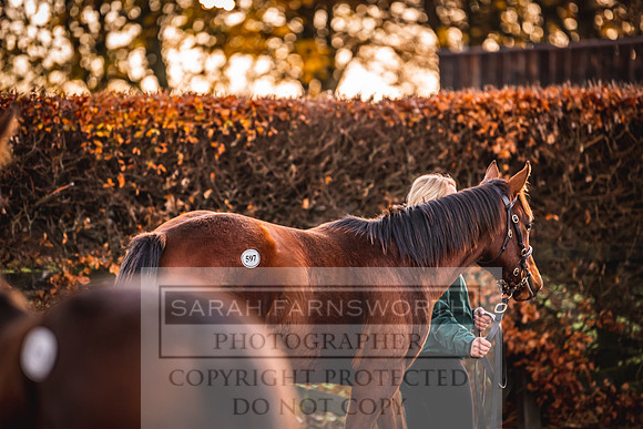 Goffs Nov Foal Sale 22-11