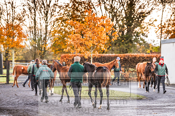 Goffs Nov Foal Sale 22-5