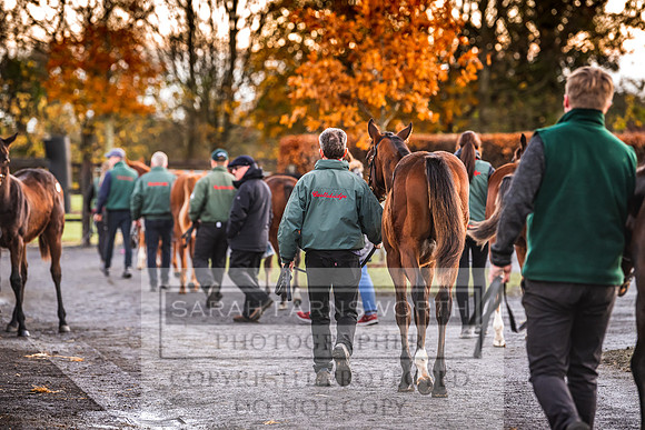 Goffs Nov Foal Sale 22-4