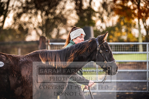 Goffs Nov Foal Sale 22-15