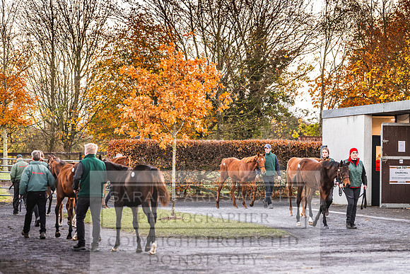 Goffs Nov Foal Sale 22-6