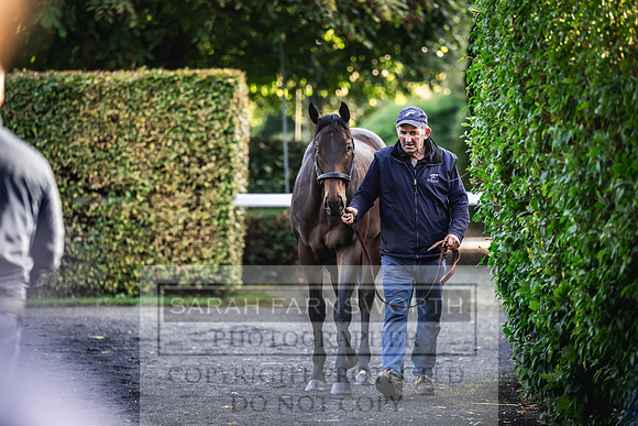 Goffs Orby Inspections 2023-69