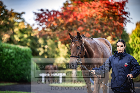 Goffs Orby Inspections 2023-26
