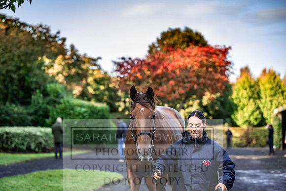 Goffs Orby Inspections 2023-28