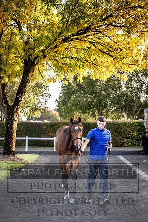 Goffs Orby Inspections 2023-76