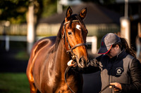 Goffs Orby Inspections 2023-17