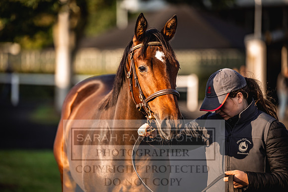Goffs Orby Inspections 2023-17